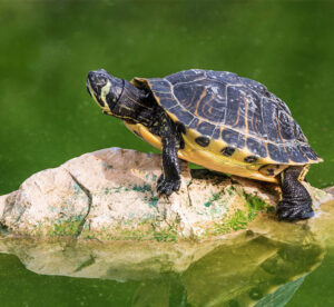 turtle