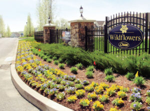 Wildflower